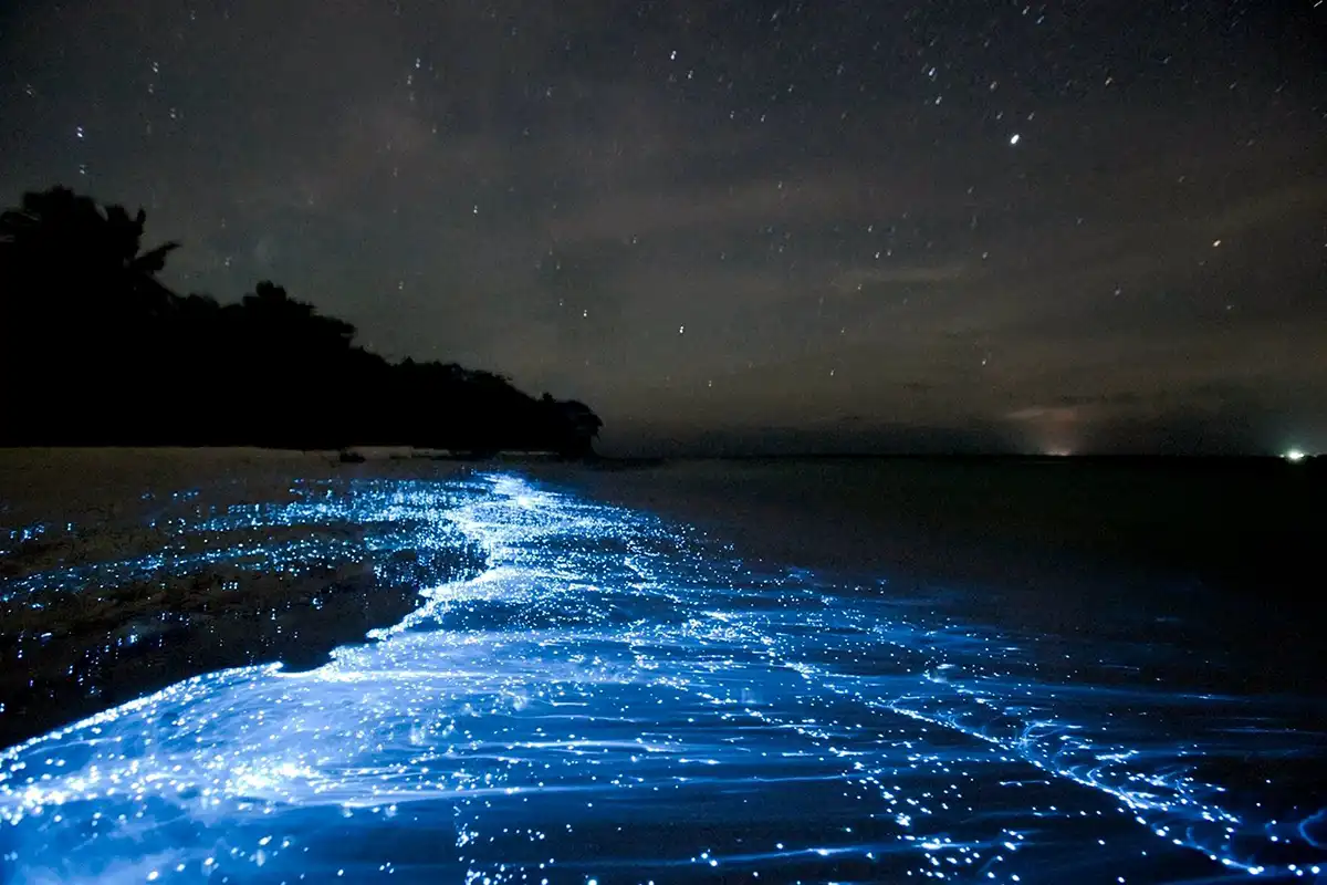 Bioluminescent Plankton